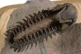 Spiny Ceratonurus Trilobite With Ventral Crotalocephalina #339588-3